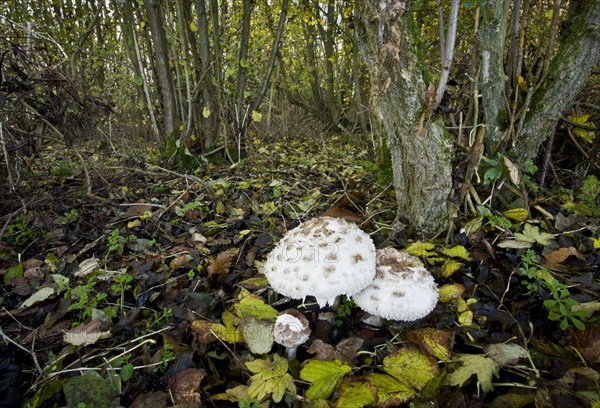 Shaggy Parasol