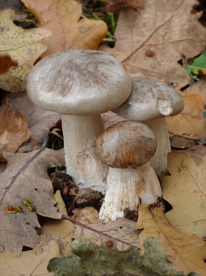 Soap-scented Tricholoma