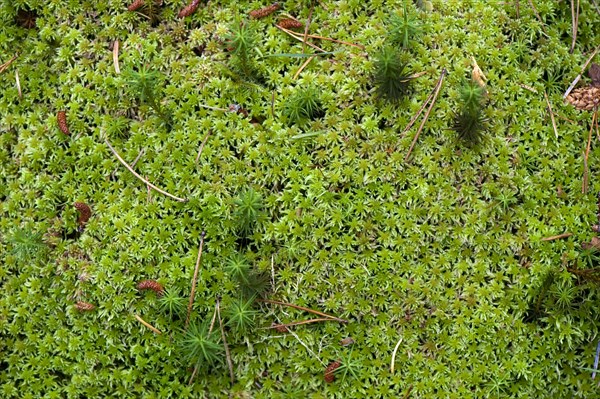 Recurved sphagnum