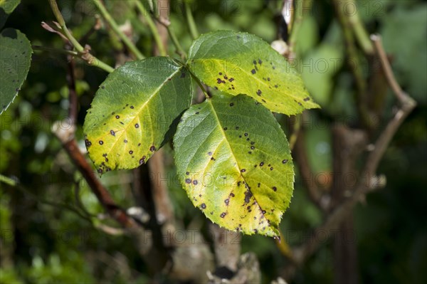 Black spot disease