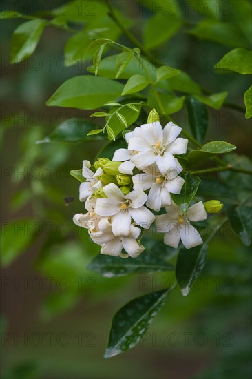 Orange Jasmine