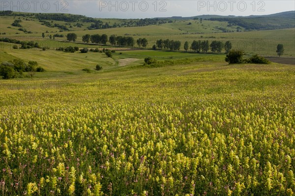 View of wildflowers in extensive grasslands around the Saxon village of Viscri