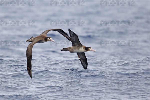 Diomedea albatrus