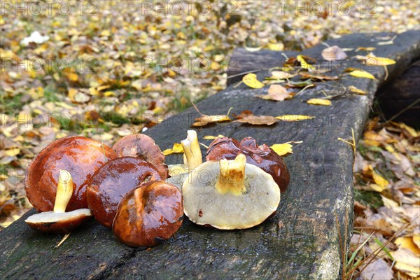 Freshly collected bay boletes