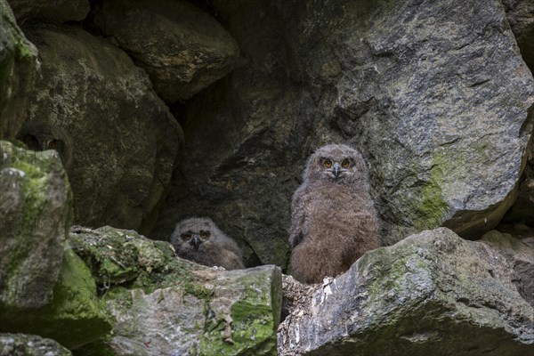 European eagle owl