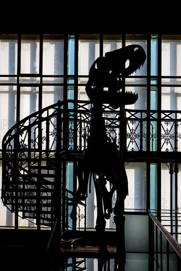 Silhouette of a dinosaur in the Dinosaur Room at the Royal Belgian Institute of Natural Sciences