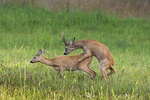 European european roe deer