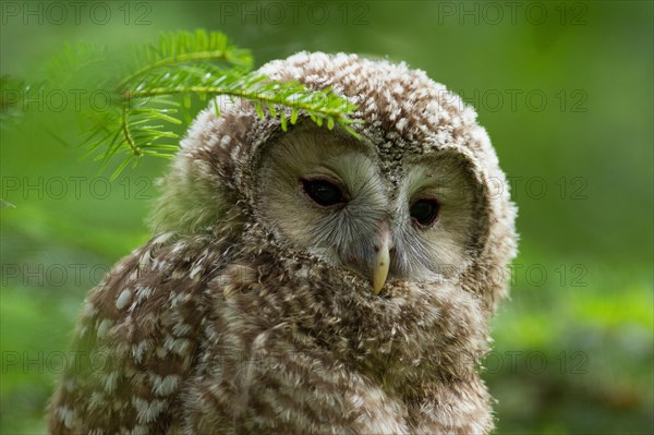 Ural Owl