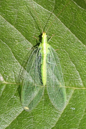 Green lacewing