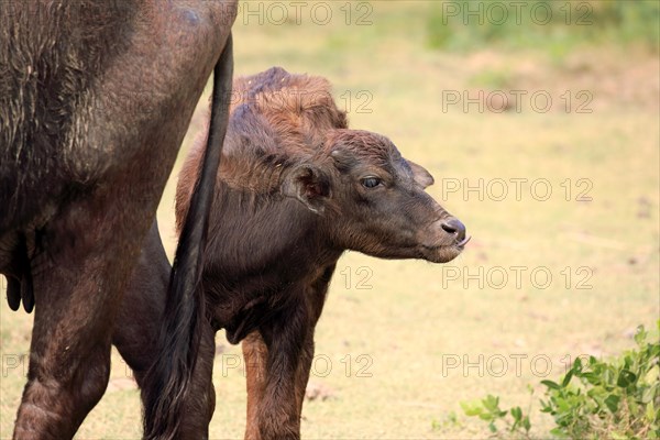 Water buffalo