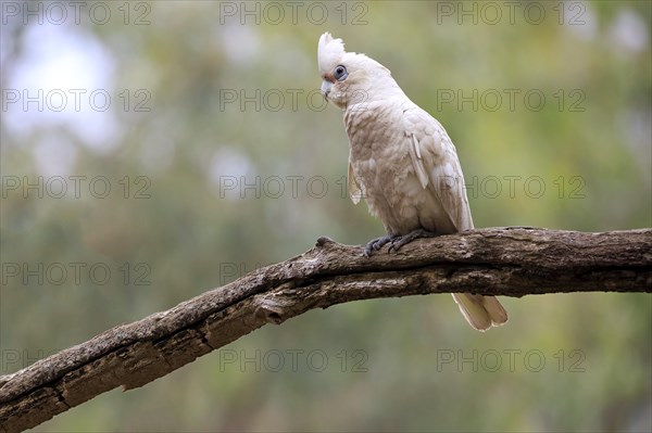 Little corella