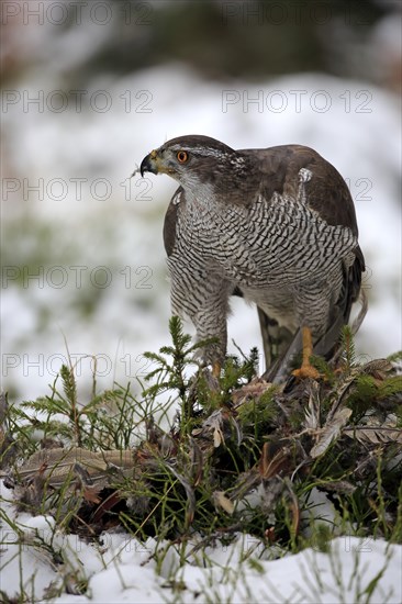 Northern goshawk