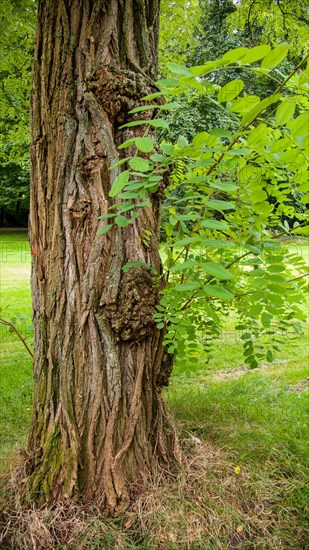 (Robinia pseudoacacia)