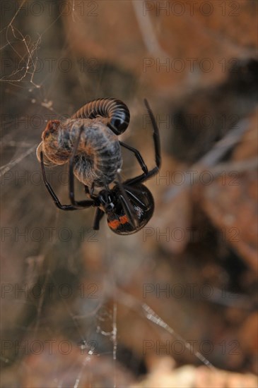 False widow