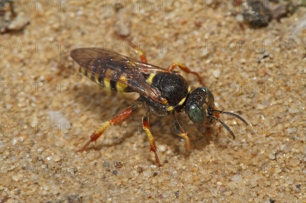 Large fly spear wasp