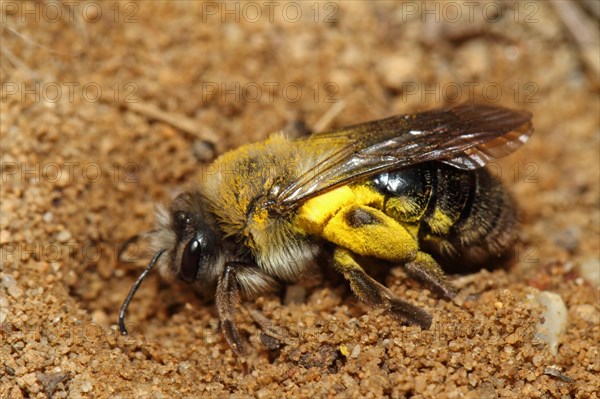 Grey-backed Mining-bee