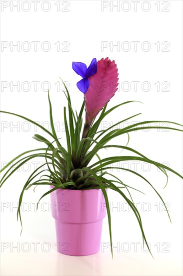 Ball moss blue tillandsia