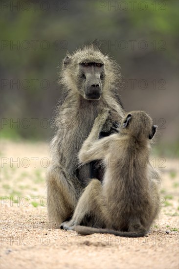 Chacma Baboon