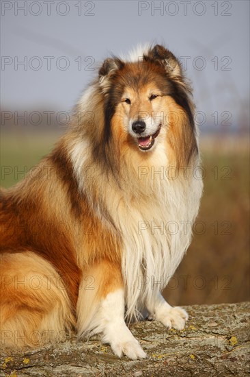 Scottish shepherd dog