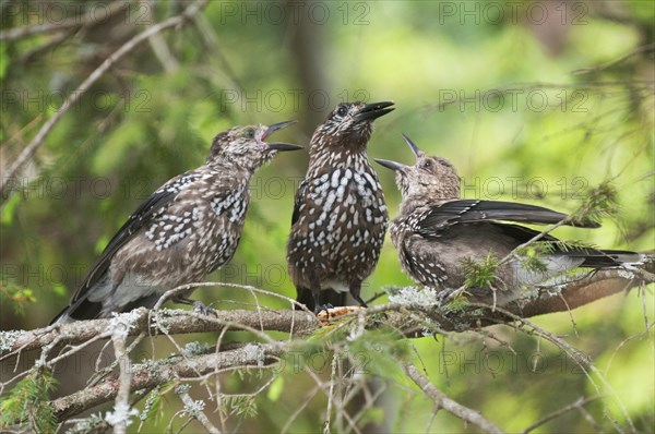 Spotted Nutcracker