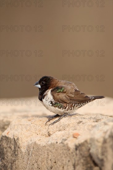 Bronze Munia