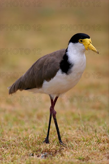 Masked Lapwing