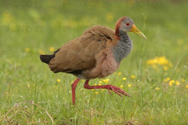 Giant wood rails