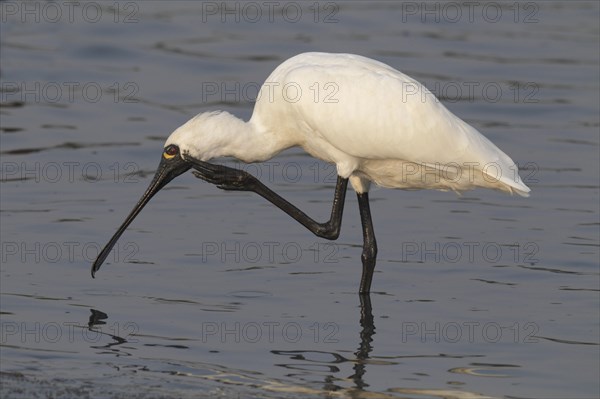 Black-faced black-faced spoonbill