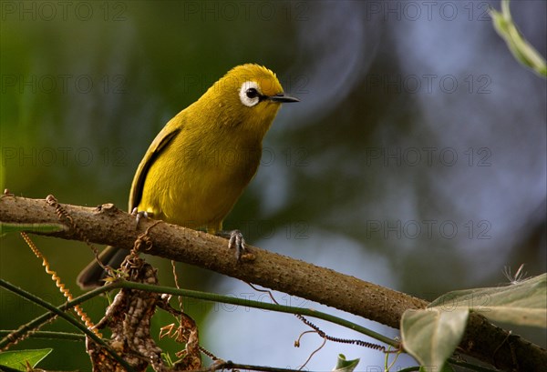 Montane White-eye