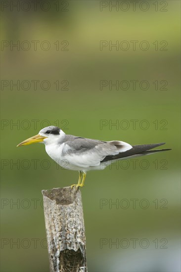 Large-billed Tern