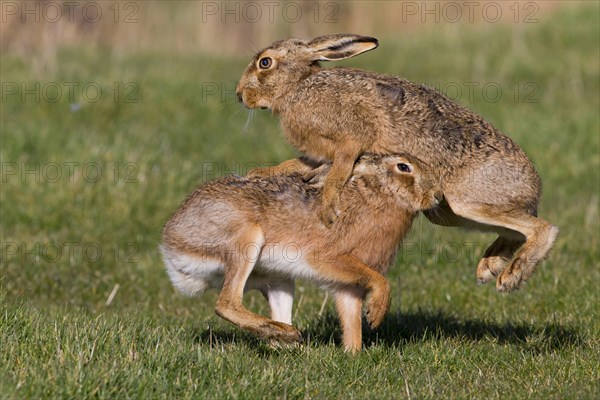 European Hare