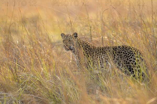 African leopard