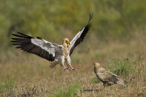 Egyptian Vulture