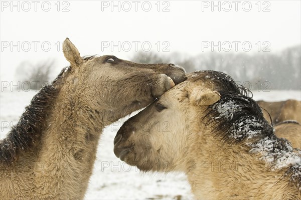 Konik horse