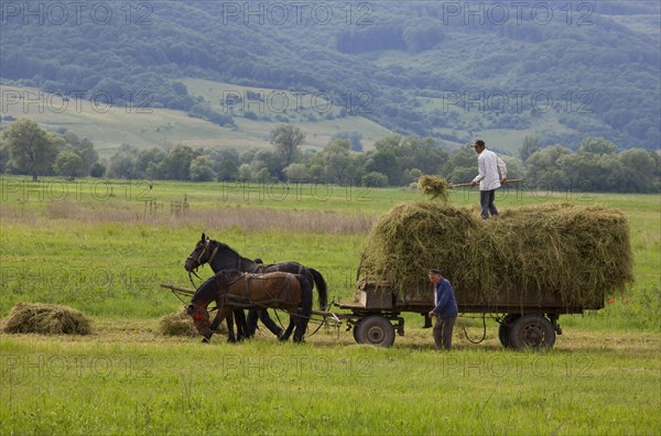 Farmers harvesting hay