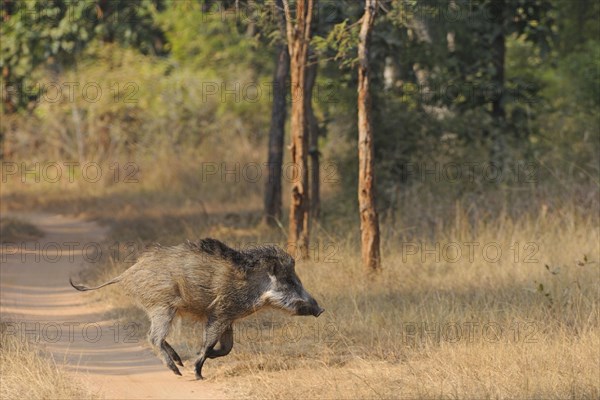 Indian Wild Boar