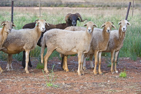 Domestic sheep