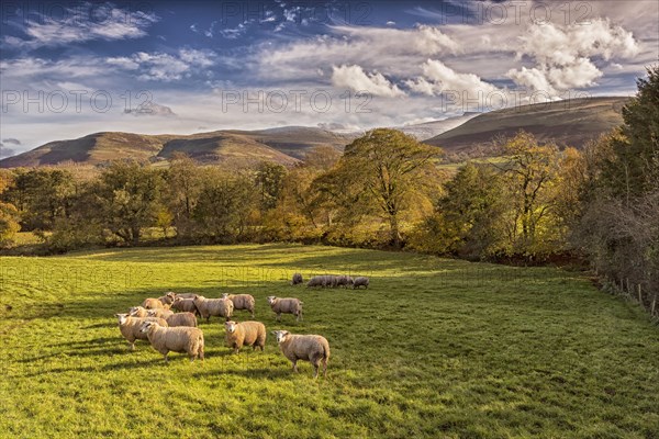 Domestic sheep