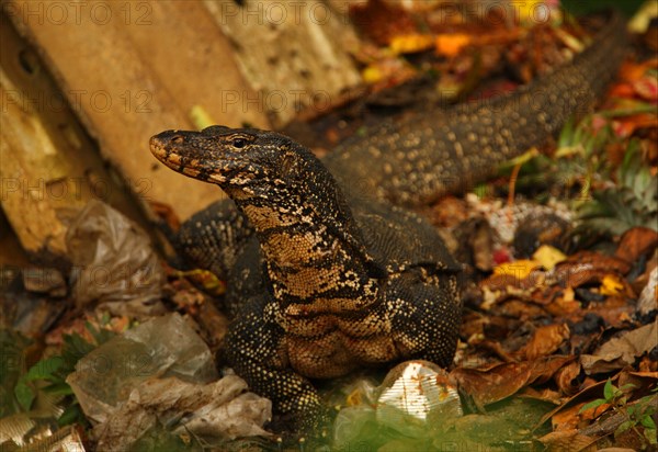 Asian water monitor