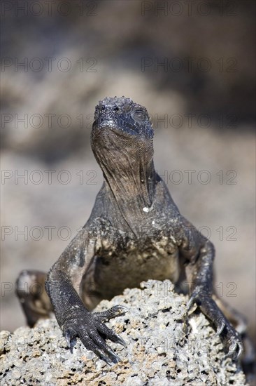 Marine Iguana