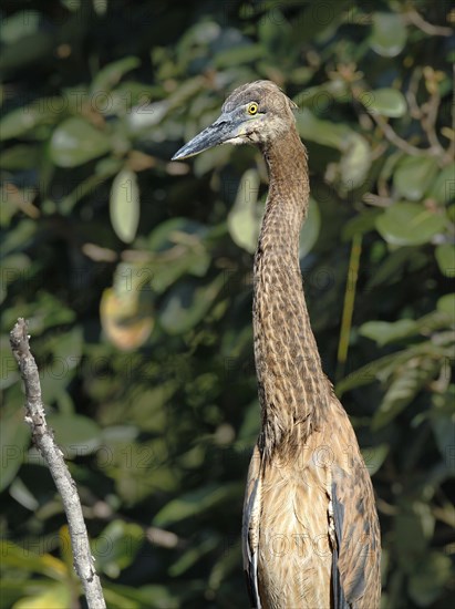 Great-billed heron