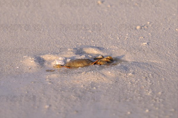 Horned Ghost Crab