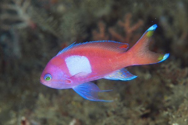 Squarespot squarespot anthias