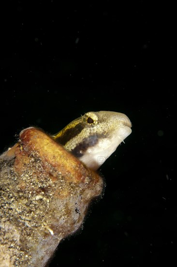 Shorthead Sabretooth Blenny