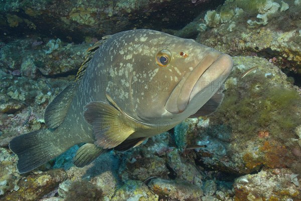 Epinephelus gigas