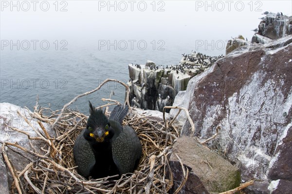 European Shag