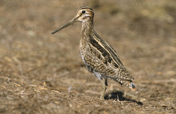 Sharp-tailed Godwit