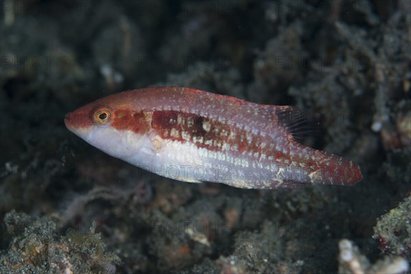 Magnificent Wrasse Magnificent Wrasse