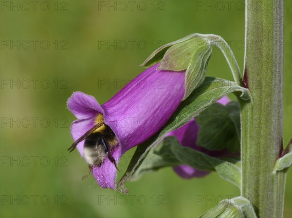 Common White-tailed Bumblebee