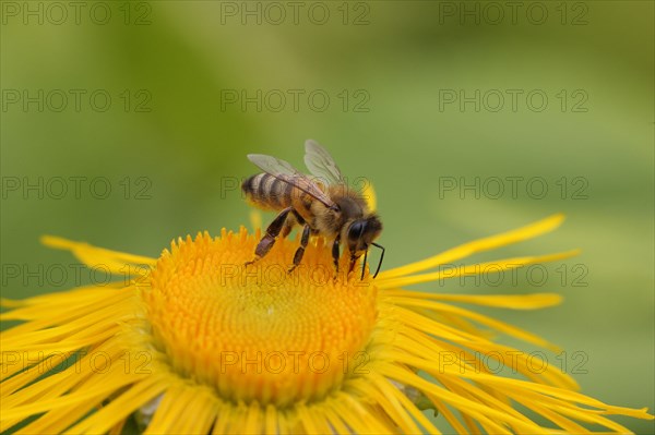 Western Honey Bee